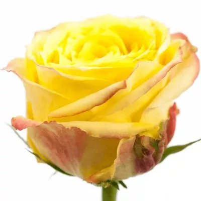 Žíhaná růže KRYPTONITE 60cm (XXL)