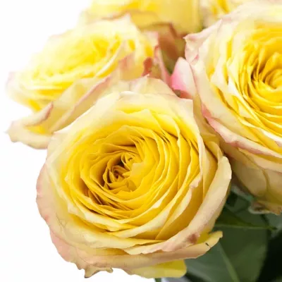 Zelená růže KRYPTONITE 50cm (L)