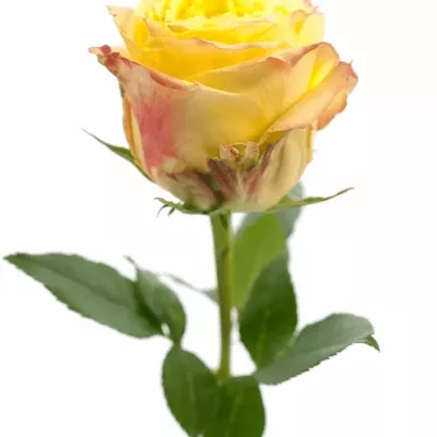 Zelená růže KRYPTONITE 50cm (L)