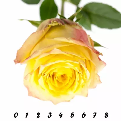 Zelená růže KRYPTONITE 50cm (L)