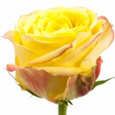 Zelená růže KRYPTONITE 50cm (L)