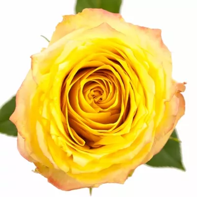 Zelená růže KRYPTONITE 50cm (L)