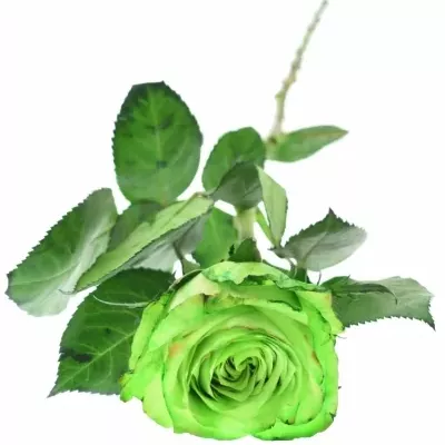 Zelená růže KRYPTONITE GREEN 60cm (XL)