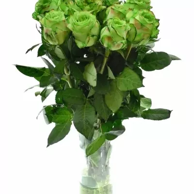 Zelená růže KRYPTONITE GREEN 60cm (XL)