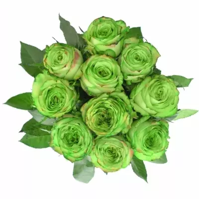 Zelená růže KRYPTONITE GREEN 60cm (XL)
