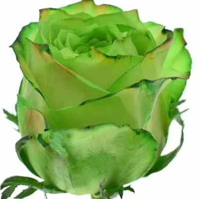 Zelená růže KRYPTONITE GREEN 50cm (XL)