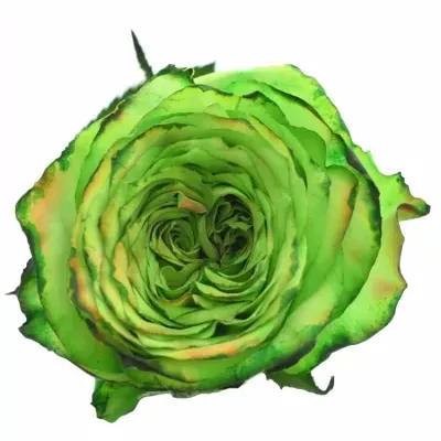 Zelená růže KRYPTONITE GREEN 60cm (XL)
