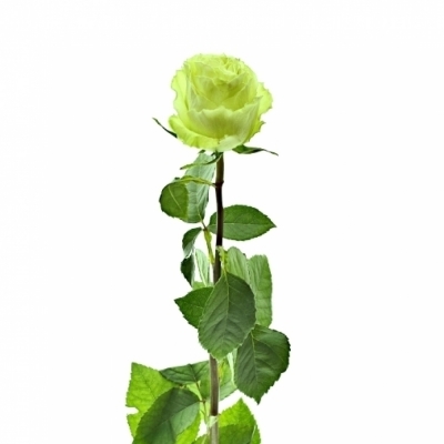 Zelená růže LEMONADE 80cm