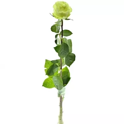 Zelená ruže LEMONADE 80cm