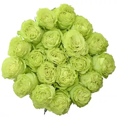 Zelená ruže LEMONADE 80cm