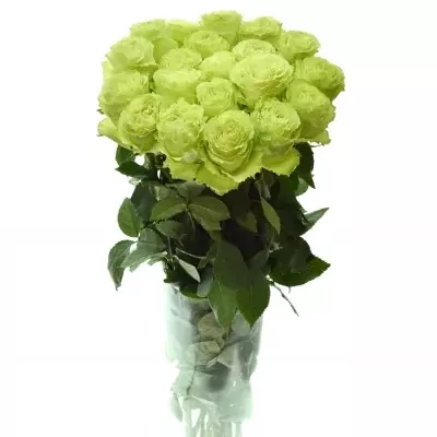 Zelená růže LEMONADE 80cm