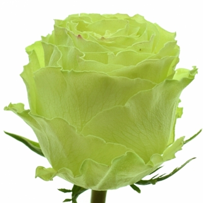 Zelená růže LEMONADE 80cm (XXL) EQ