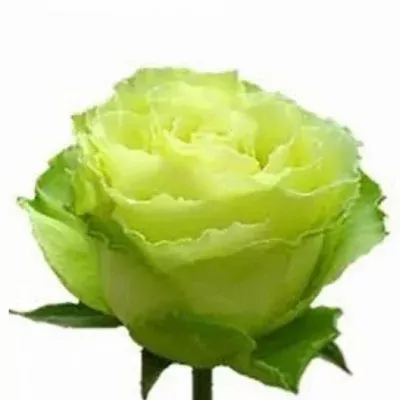 Zelená růže LIMBO 50cm