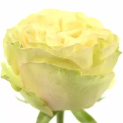 Zelená růže MAYRA ROSE GREEN 40cm (XL)