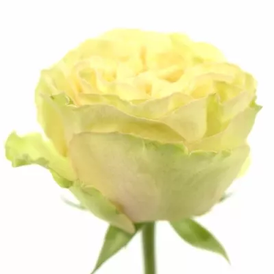 Zelená růže MAYRA ROSE GREEN 40cm (XL)