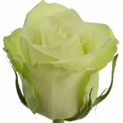 Zelená růže  NOELLE! 70cm (L)