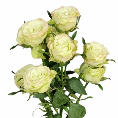 Zelená růže trsová LIMOUSINE 40cm/4+