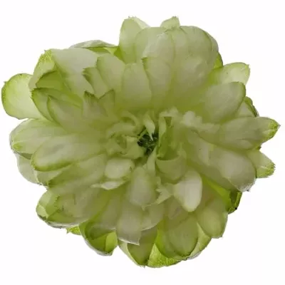 Zelená růže trsová WILD ECLAIRE 40cm/6+