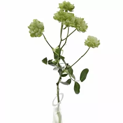 Zelená růže trsová WILD ECLAIRE 40cm/6+