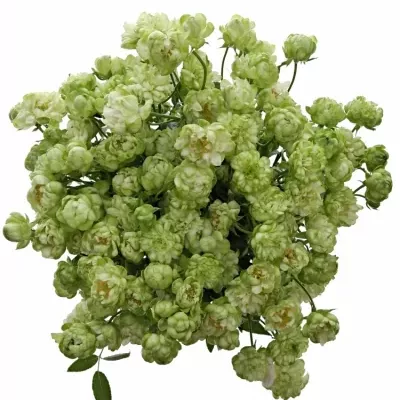 Zelená růže trsová WILD ECLAIRE 40cm/6+