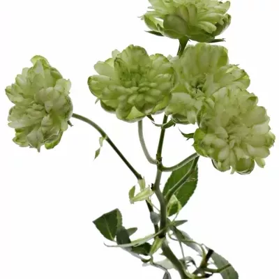 Zelená růže trsová WILD ECLAIRE 40cm/6+