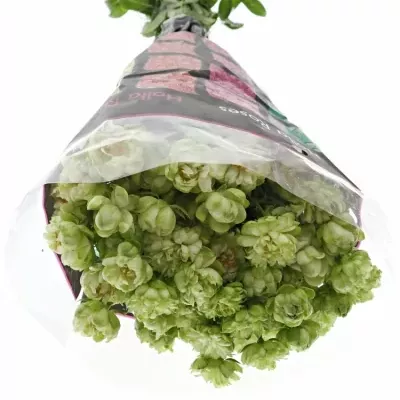 Zelená růže trsová WILD ECLAIRE 40cm/6+