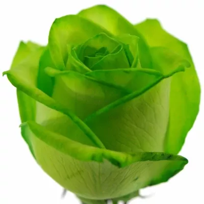 Zelená růže VENDELA GREEN - ZELENÁ RŮŽE 60cm (M)