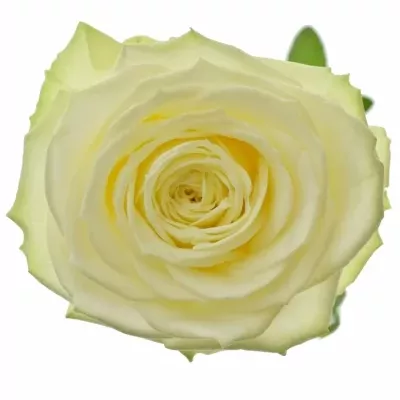 Zelenobílá ruže NORTHERN LIGHT + 40cm (M)
