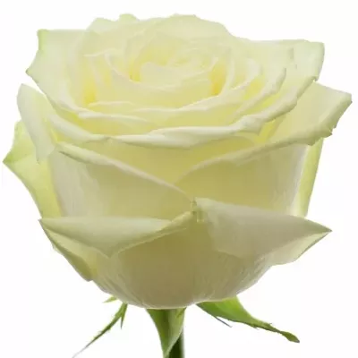 Zelenobílá ruže NORTHERN LIGHT + 55cm (L)
