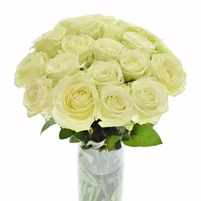 Zelenobílá ruže NORTHERN LIGHT + 40cm (M)