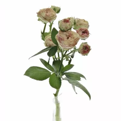 Zelenorůžová růže trsová JADARA 45cm/3+