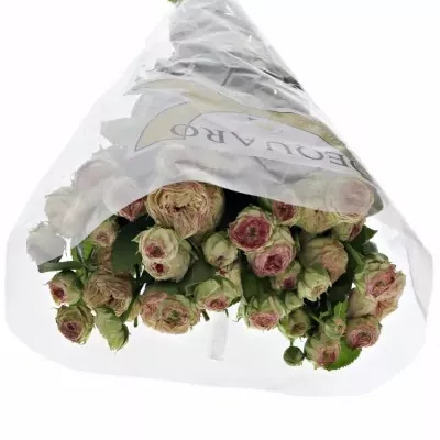 Zelenorůžová růže trsová JADARA 45cm/3+