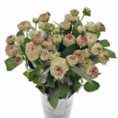 Zelenorůžová růže trsová JADARA 45cm/3+