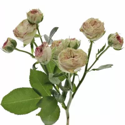 Zelenorůžová růže trsová JADARA 45cm/3+