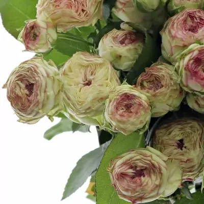 Zelenorůžová růže trsová JADARA 45 cm / 3+