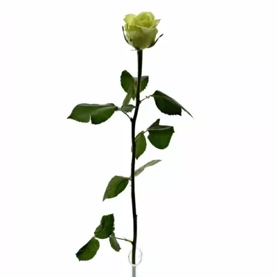 Zelenožlutá Růže GREEN BANDIT! 70cm (L)