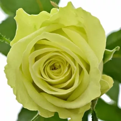 Zelenožlutá Růže GREEN BANDIT! 70cm (L)