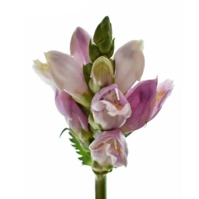 Želonice OBLIQUA EXCELLENT 45cm