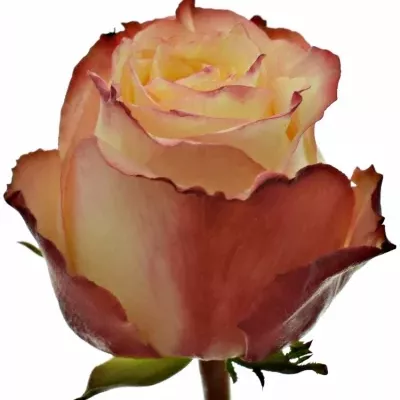 Žíhaná růže ATTRACTION 50cm (XL)