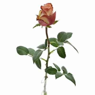 Žíhaná růže ATTRACTION 50cm (XL)