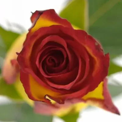 Žíhaná růže CATCH