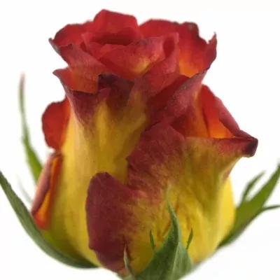 Žíhaná růže CATCH 90cm (XL)