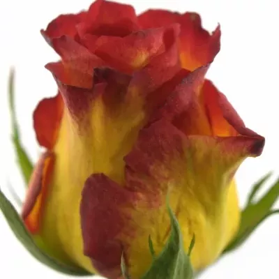 Žíhaná růže CATCH