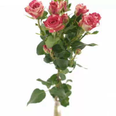 Žíhaná růže FIREWORKS 60cm/4+
