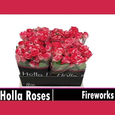 Žíhaná růže FIREWORKS 60cm/4+