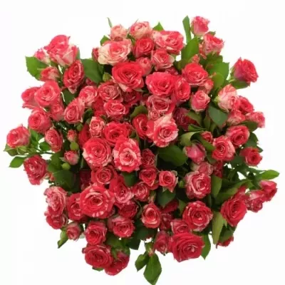 Žíhaná růže FIREWORKS 60cm/4+