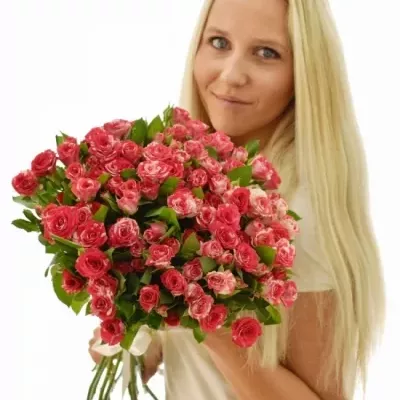 Žíhaná růže FIREWORKS 60cm/4+