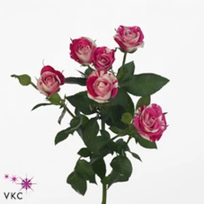 Žíhaná růže trsová FLASH DANCE 30cm/4+