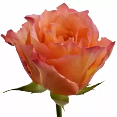 Žíhaná růže FREE SPIRIT 35cm (XL)