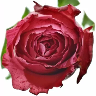 Žíhaná růže FROU-FROU 40cm (M)